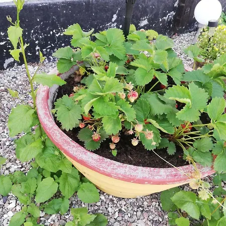 Rosengarden 2*